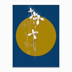 Vintage Botanical Siberian Iris on Circle Yellow on Blue Canvas Print