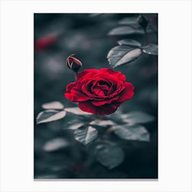 Red Rose 33 Canvas Print