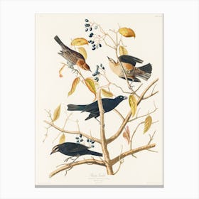 Rusty Grakle, Birds Of America, John James Audubon Canvas Print