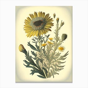 Golden Aster Wildflower Vintage Botanical 2 Canvas Print