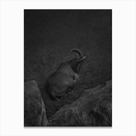 Pregnant Mountain Goat. Black and white Canvas Print