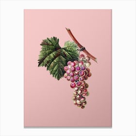 Vintage Grape Vine Botanical on Soft Pink n.0405 Canvas Print