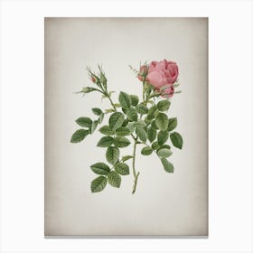Vintage Dwarf Damask Rose Botanical on Parchment n.0559 Canvas Print