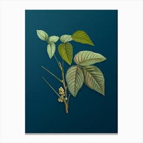 Vintage Eastern Poison Ivy Botanical Art on Teal Blue n.0592 Canvas Print