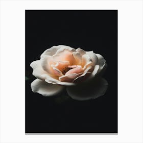 White Rose On Black Background Canvas Print