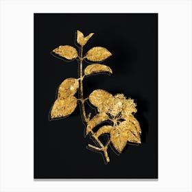 Vintage Black Haw Botanical in Gold on Black n.0032 Canvas Print