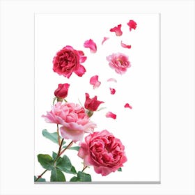 English Roses Painting Rose Petals 4 Canvas Print