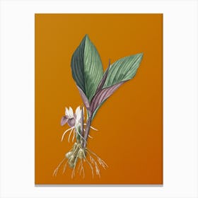 Vintage Koemferia Longa Botanical on Sunset Orange n.0121 Canvas Print