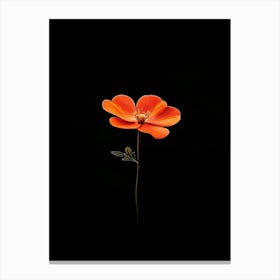 Single Orange Flower 15 Canvas Print