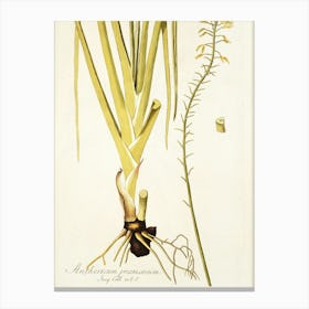 Plant And Its Roots Canvas Print