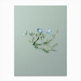 Vintage Shewy Nemophila Botanical Art on Mint Green n.0933 Canvas Print