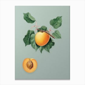 Vintage German Apricot Botanical Art on Mint Green n.0208 Canvas Print