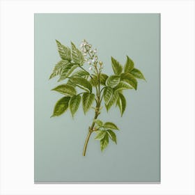 Vintage European Bladdernut Botanical Art on Mint Green n.0590 Canvas Print