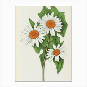 Daisies Vintage Botanical Flower Canvas Print