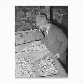 Fsa (Farm Security Administration) Client Examining Apples Which Are Stored In Bins In His Cellar, Near Bradford Canvas Print