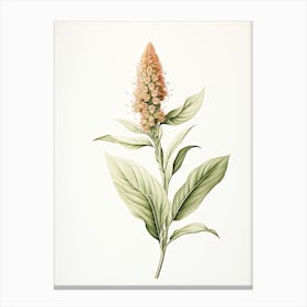 Ginger Vintage Botanical Herbs 2 Canvas Print