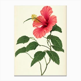 Hibiscus Vintage Botanical 2 Flower Canvas Print