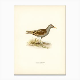 Little Crake, The Von Wright Brothers Canvas Print