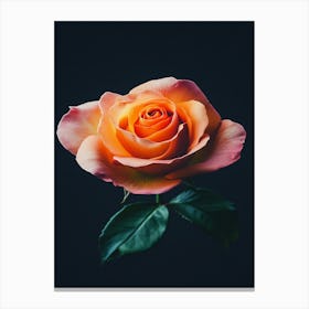 Orange Rose On Black Background 11 Canvas Print