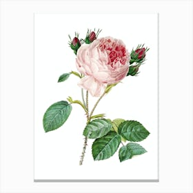 Vintage Centifolia Roses Botanical Illustration on Pure White n.0799 Canvas Print