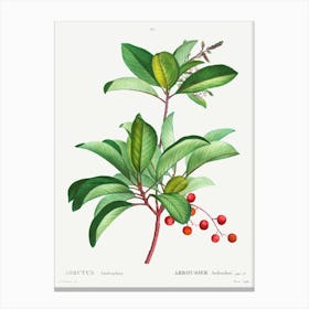 Arbutus Andrachne‌, Pierre Joseph Redoute Canvas Print