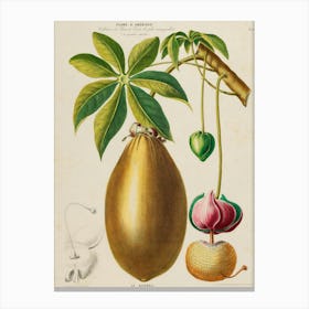 Rambutan Canvas Print