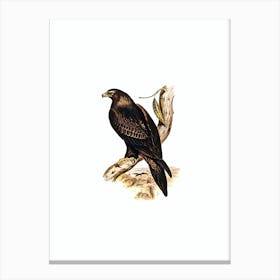Vintage Wedge Tailed Eagle Bird Illustration on Pure White Canvas Print