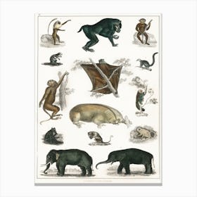 Collection Of Wild Animals, Oliver Goldsmith Canvas Print
