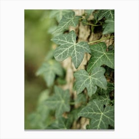Green Ivy Leaves Climbing Up A Tree // Nature Photography Canvas Print