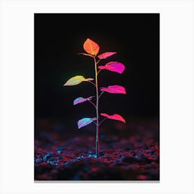 Plant In The Dark 20 Canvas Print