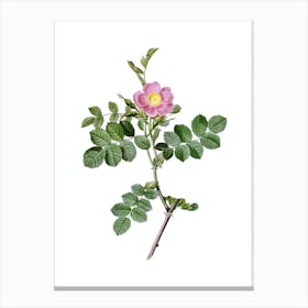 Vintage Pink Sweetbriar Rose Botanical Illustration on Pure White n.0629 Canvas Print