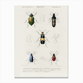 Different Types Of Beetles, Charles Dessalines D'Orbigny 1 Canvas Print