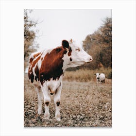 Red And White Cow Canvas Print