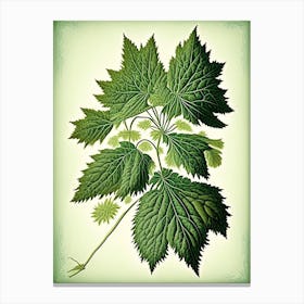 Stinging Nettle Herb Vintage Botanical Canvas Print