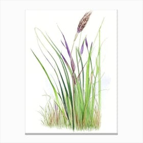 Scouring Rush Wildflower Watercolour 1 Canvas Print