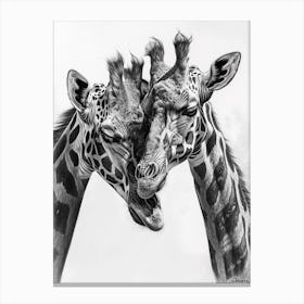 Two Giraffes Pencil Drawing 1 Canvas Print