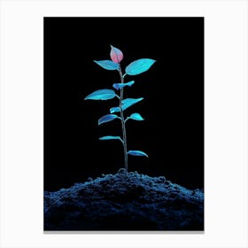 Plant Growing In The Dark 25 Canvas Print