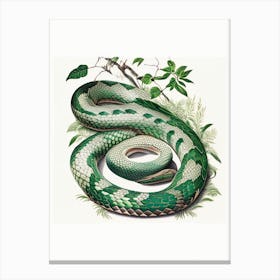 Forest Pit Viper Snake 1 Vintage Canvas Print
