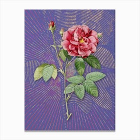 Vintage French Rose Botanical Illustration on Veri Peri n.0088 Canvas Print