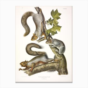 Migratory Squirrel, John James Audubon Canvas Print