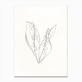 Lily Of The Valley In Pencil Canvas Print