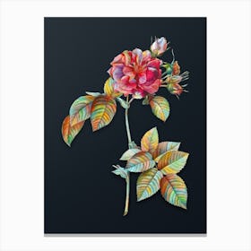 Vintage Pink Francfort Rose Botanical Watercolor Illustration on Dark Teal Blue n.0967 Canvas Print