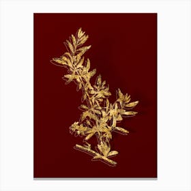 Vintage Goji Berry Branch Botanical in Gold on Red Canvas Print