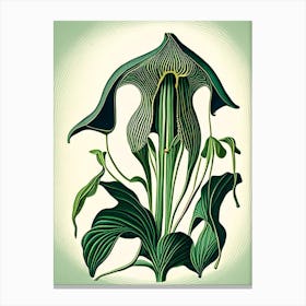 Jack In The Pulpit Wildflower Vintage Botanical 2 Canvas Print