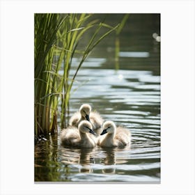 Cygnets Swimming Gracefully On A Serene Lake In Their Soft Fluffy Overlapping Feathers Reflecting T Canvas Print