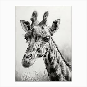 Pencil Portrait Of A Giraffe Canvas Print