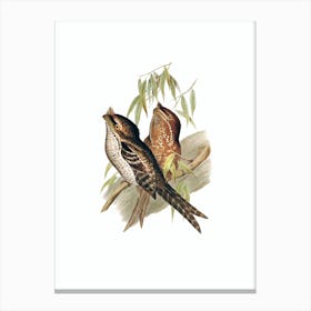 Vintage Marbled Frogmouth Bird Illustration on Pure White n.0246 Canvas Print