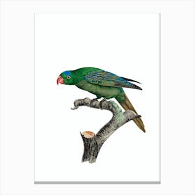 Vintage Blue Naped Parrot Bird Illustration on Pure White Canvas Print