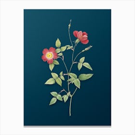 Vintage Indica Stelligera Rose Botanical Art on Teal Blue n.0533 Canvas Print