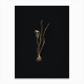 Vintage Ornithogalum Spathaceum Botanical in Gold on Black Canvas Print